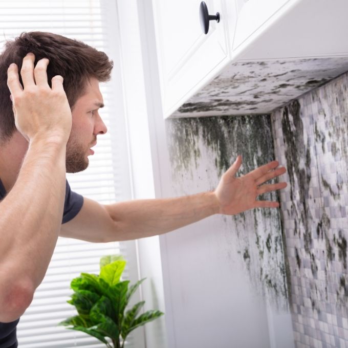 Mold Remediation and Removal Experts
