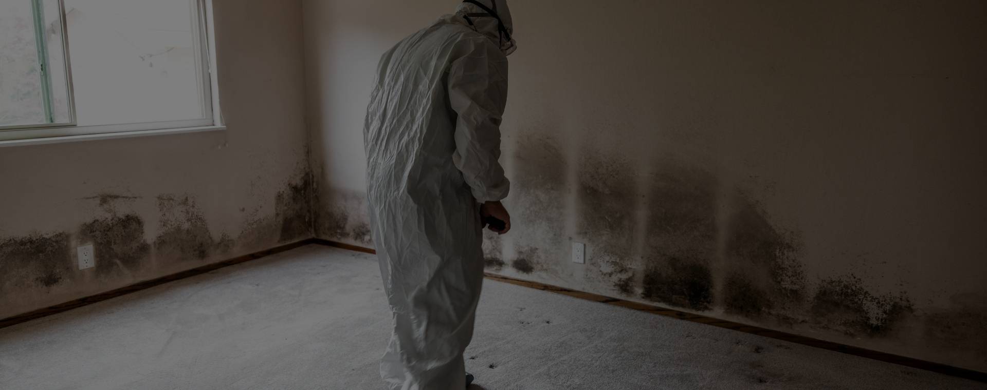 Mold Remediation/Removal Near Me