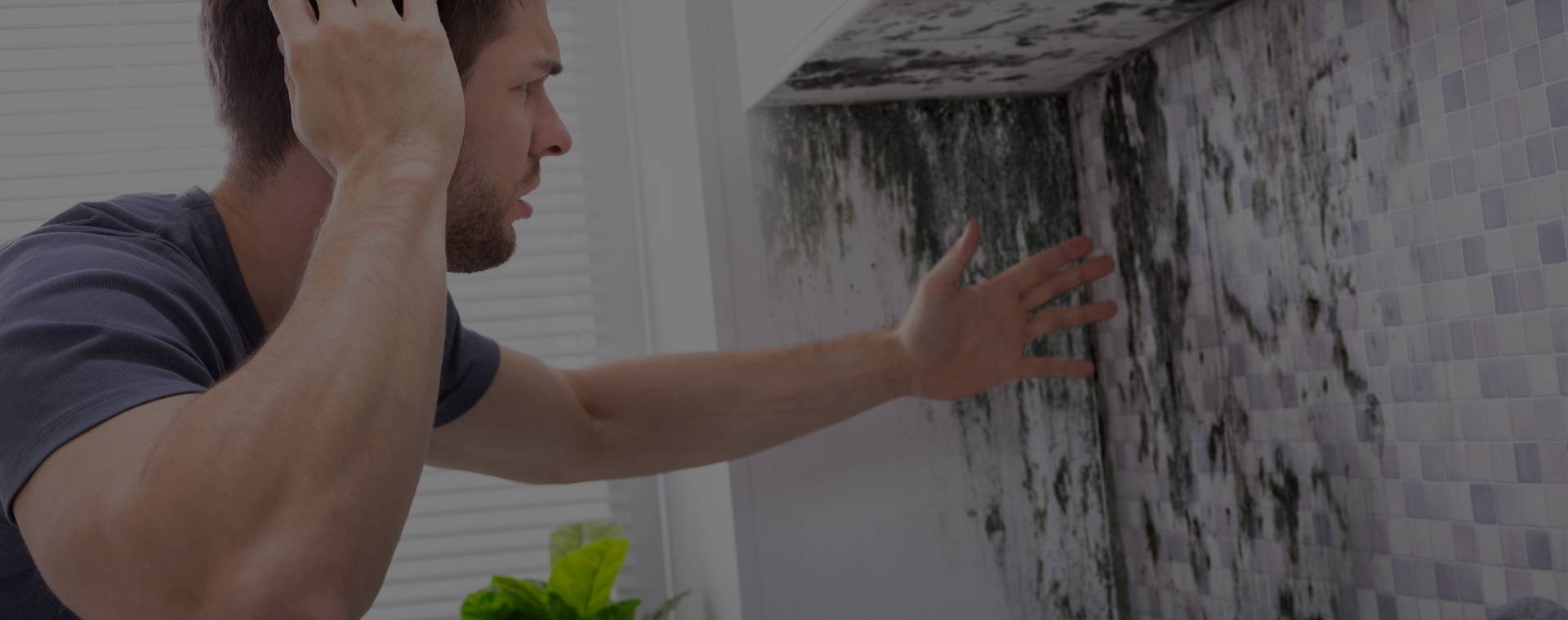 Affordable Wood Mold Removal Near Me