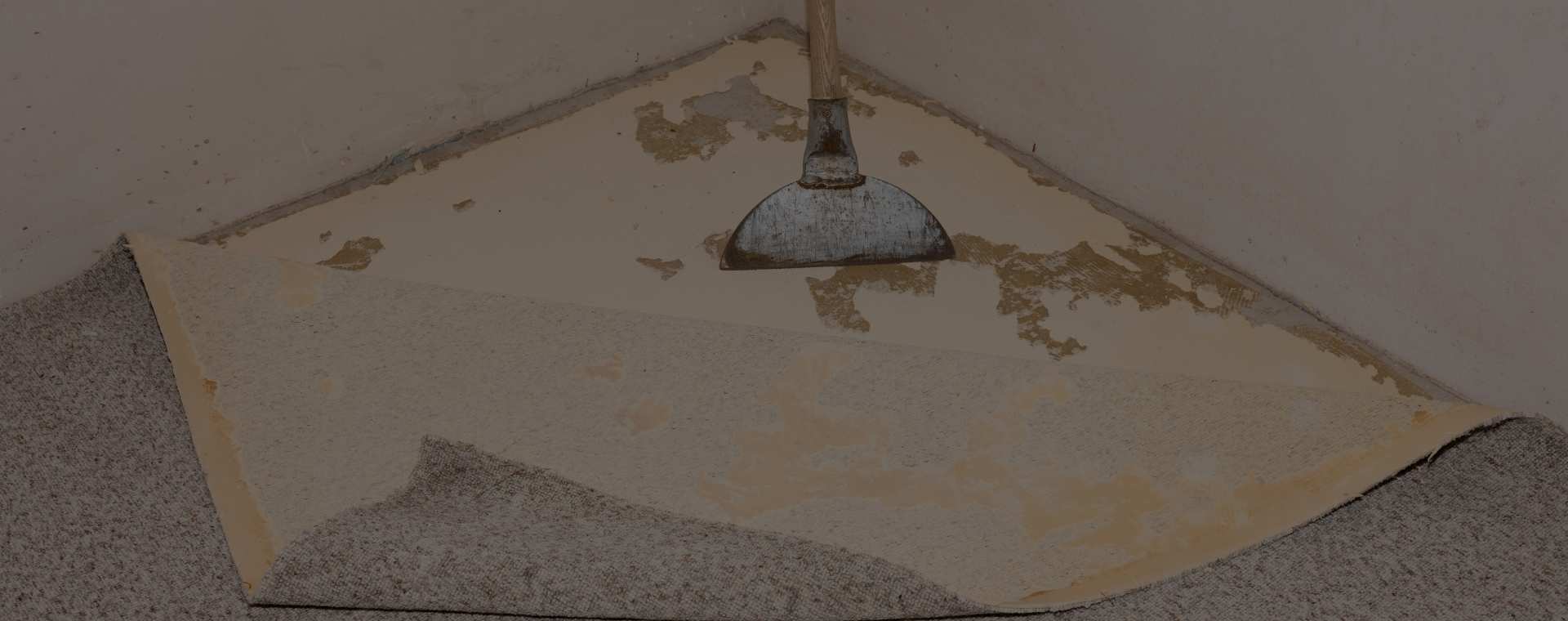 Affordable Carpet Mold Removal Near Me
